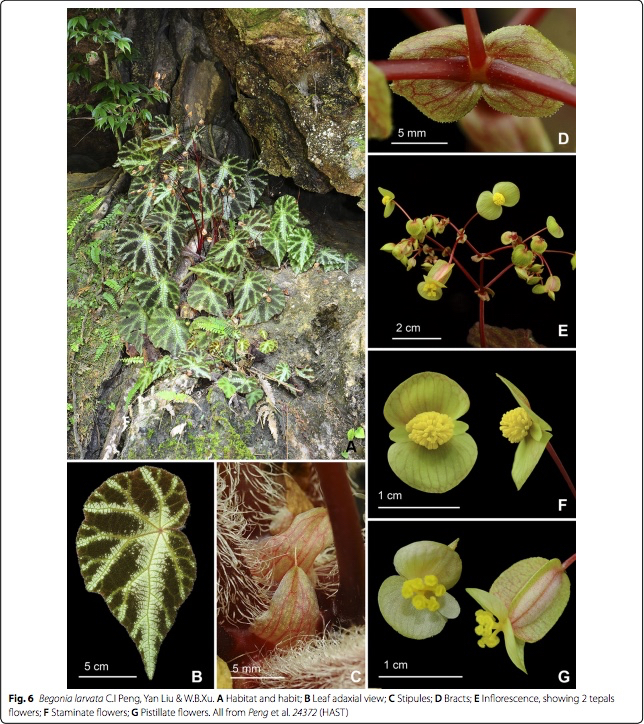 B. larvata